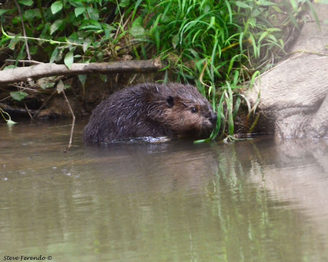 "Natural World" Through My Camera Beaver Den Remodeled By Mother Nature
